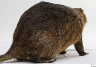 Nutria whole body 0012.jpg